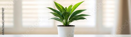 Wallpaper Mural Indoor plant placement in indirect light, ensuring hydration isn t lost to excess heat Torontodigital.ca