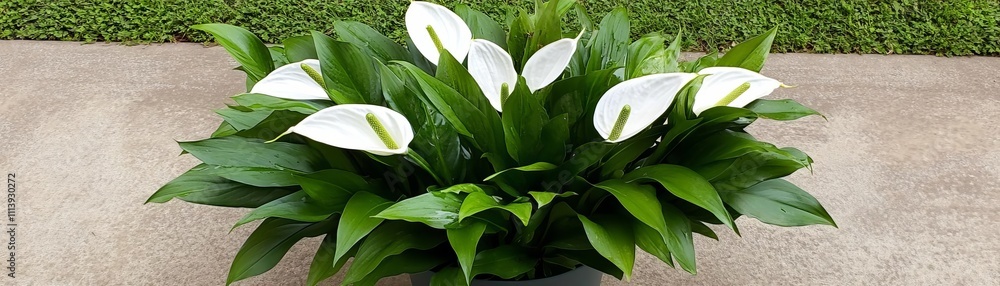 Obraz premium Peace lilies hydrated with soft water and placed in a partially shaded spot