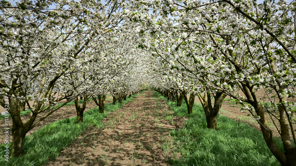cherry orchard in spring in Vojvodina province cherry orchard in spring in Vojvodina province