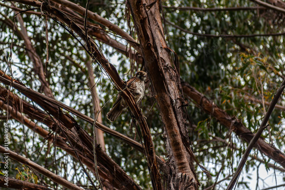 Obraz premium Female Brown Falcon In A Tree