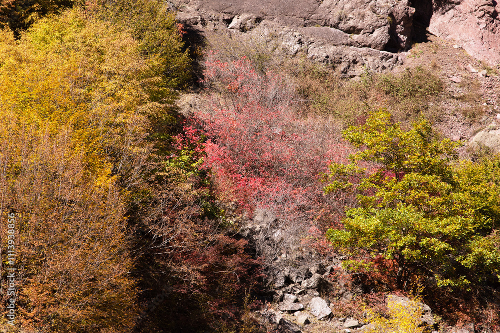 Autumn trees on steep cliffs in the mountains. Autumn trees on steep cliffs in the mountains.
