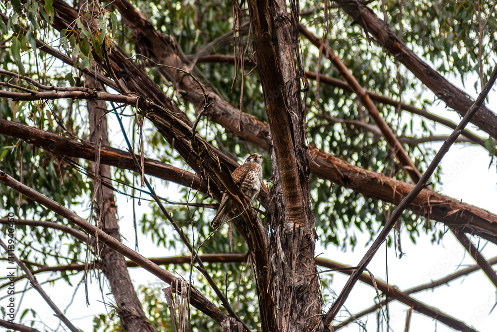 Fototapeta premium Female Brown Falcon In A Tree