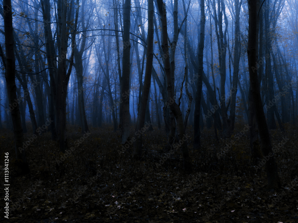 Scary dark forest in fog. Strange place. Silhouettes of trees in a gloomy misty forest. Mysterious landscape at dusk. Scary dark forest in fog. Strange place. Silhouettes of trees in a gloomy misty forest. Mysterious landscape at dusk.