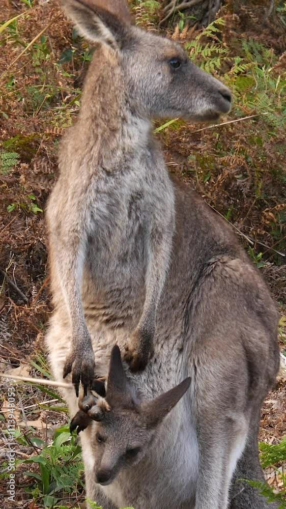 A mother kangaroo holds a joey in her pouch and stands chewing grass among shrubs - vertical clip A mother kangaroo holds a joey in her pouch and stands chewing grass among shrubs - vertical clip