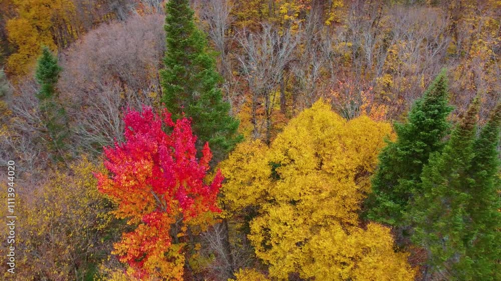 Treetop of Sugar maple trees with autumn colorful leaves in Mont Tremblant Canada Treetop of Sugar maple trees with autumn colorful leaves in Mont Tremblant Canada
