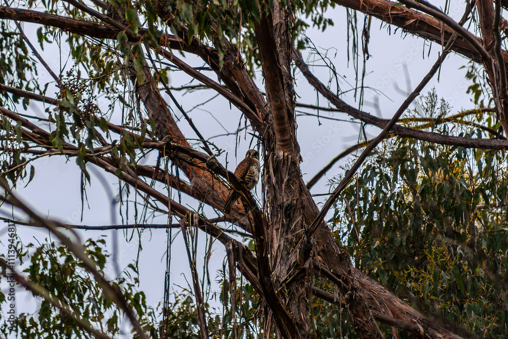 Female Brown Falcon In A Tree Female Brown Falcon In A Tree