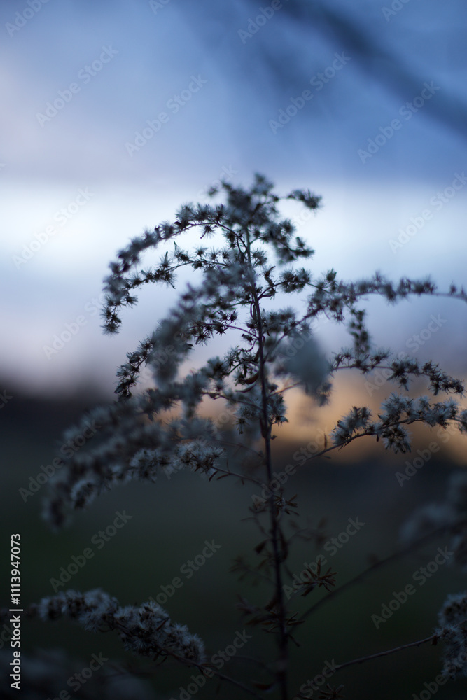 goldenrod plant in the winter at sunset goldenrod plant in the winter at sunset