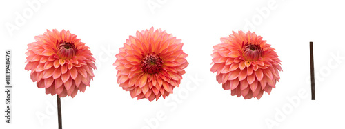 A single large real orange, salmon coloured dahlia flower head isolated against a transparent background for design elements.
