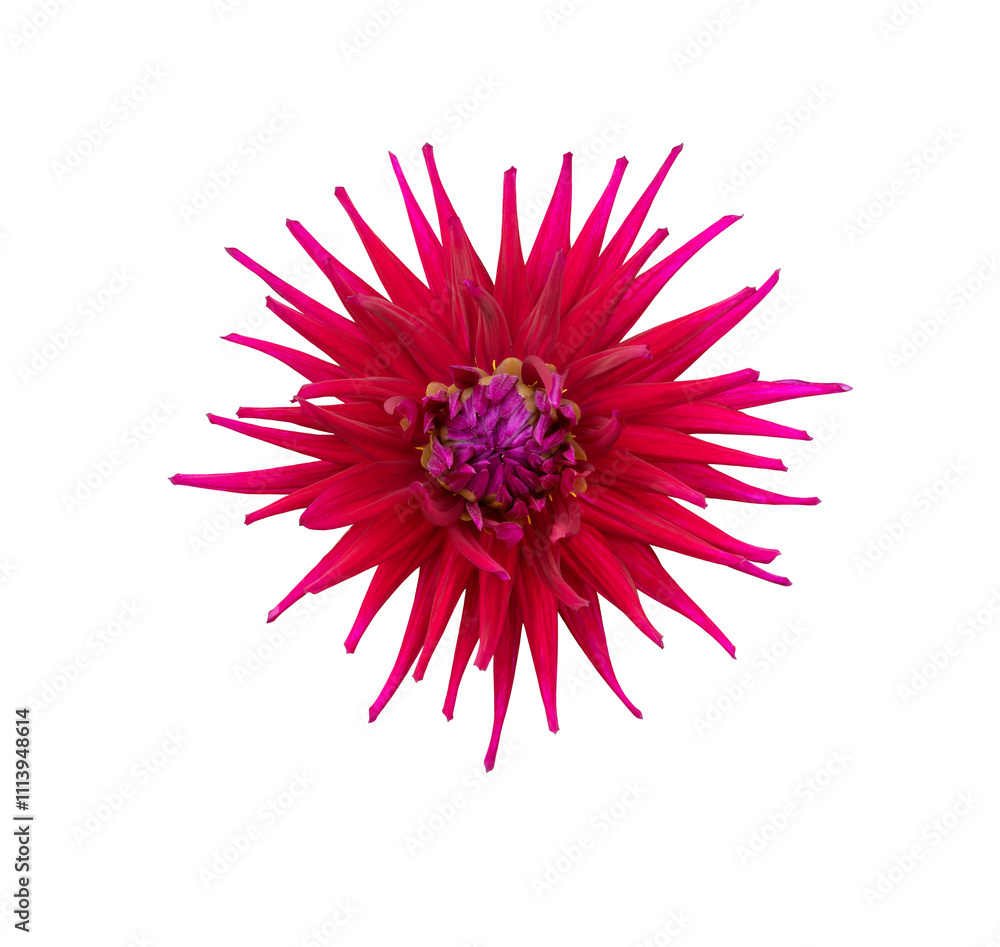 A single large real red dahlia cactus flower head isolated against a transparent background for design elements.