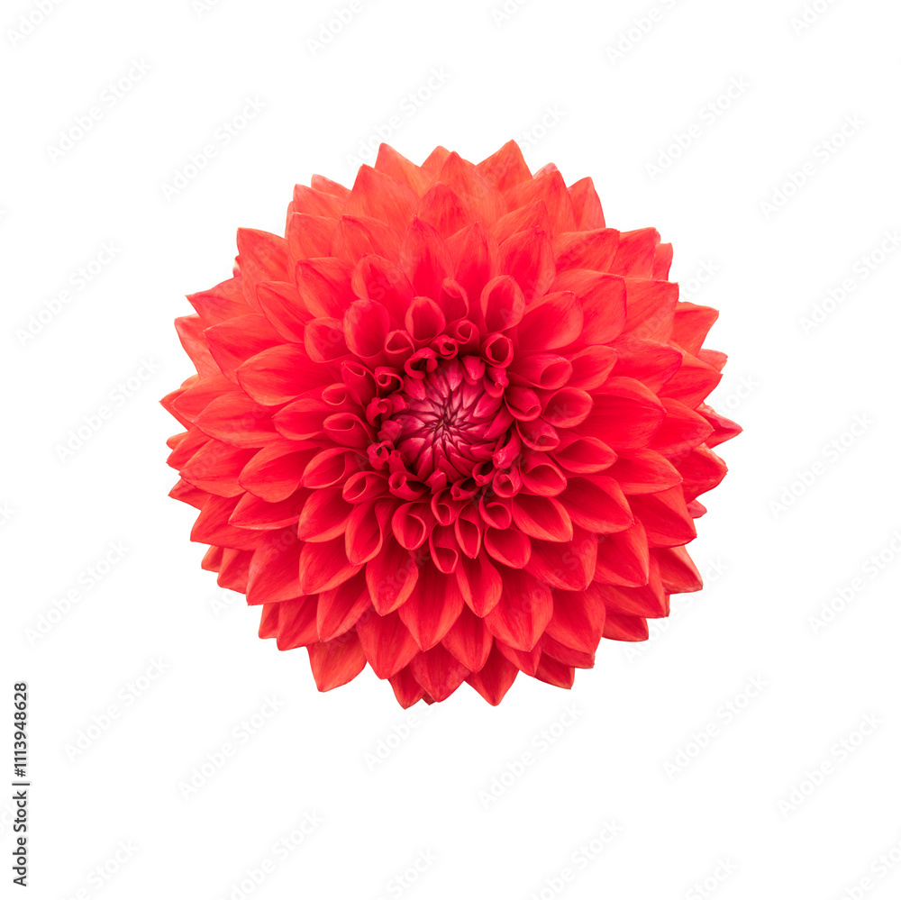 A single large real red dahlia flower head isolated against a transparent background for design elements.