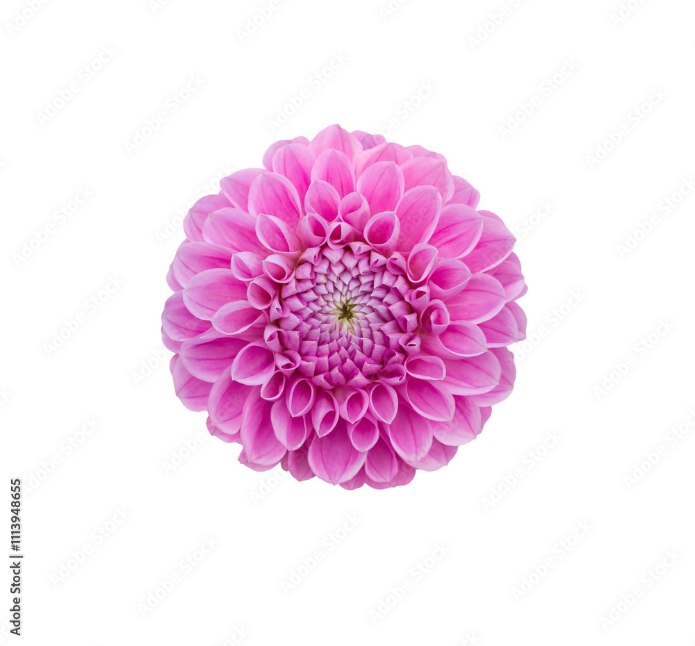 A single large real pink dahlia flower head isolated against a transparent background for design elements.