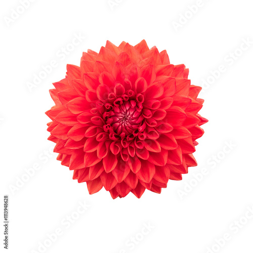 Obraz na płótnie A single large real red dahlia flower head isolated against a transparent background for design elements. w salonie