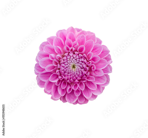 Obraz na płótnie A single large real pink dahlia flower head isolated against a transparent background for design elements. w salonie