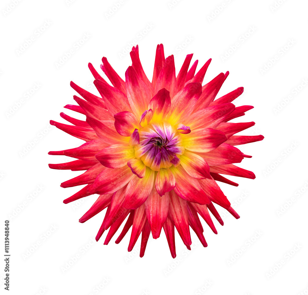 A single large real red dahlia cactus flower head isolated against a transparent background for design elements.