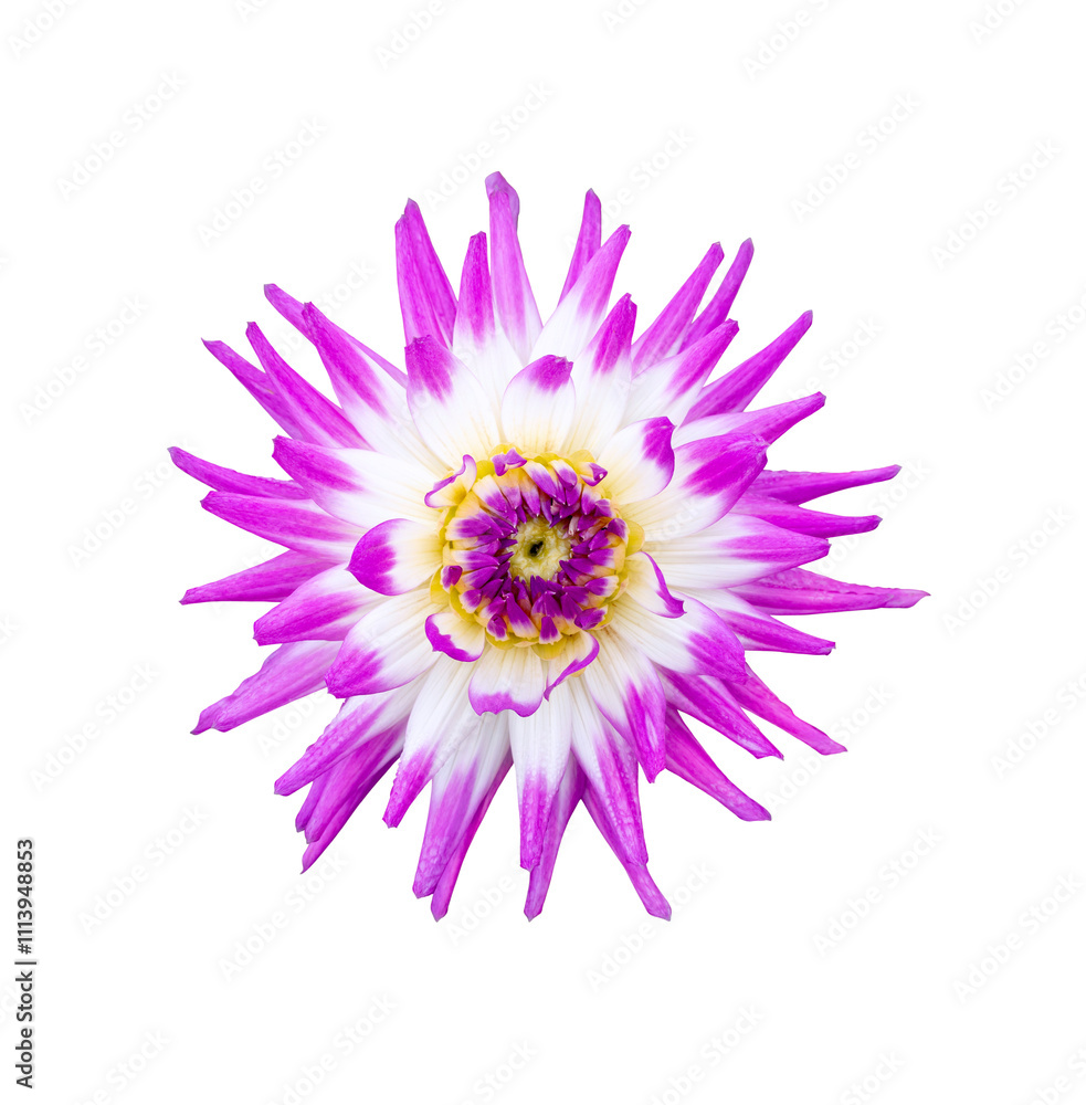 A single large real purple dahlia cactus flower head isolated against a transparent background for design elements.