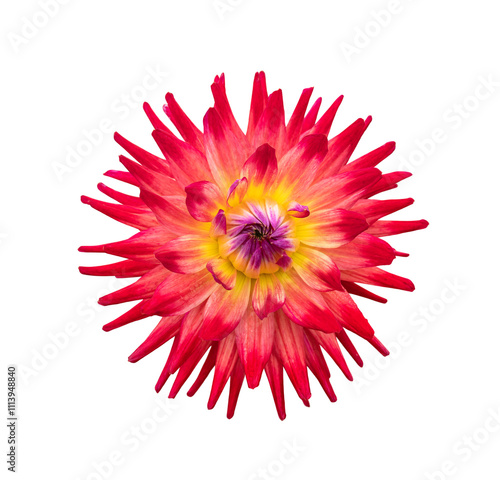 Obraz na płótnie A single large real red dahlia cactus flower head isolated against a transparent background for design elements. w salonie