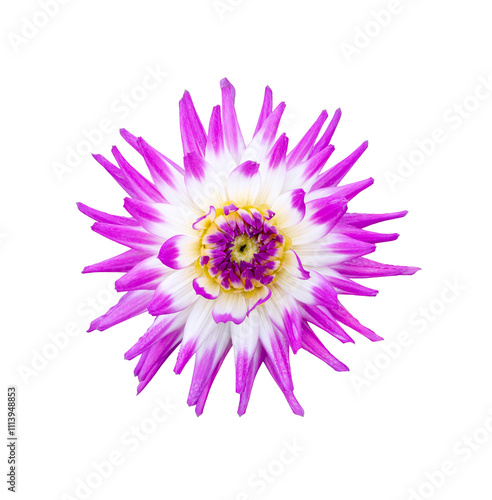 Obraz na płótnie A single large real purple dahlia cactus flower head isolated against a transparent background for design elements. w salonie