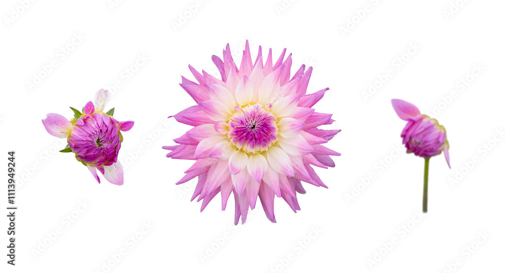 A collection of real pink, purple dahlia flower heads isolated against a transparent background for design elements.
