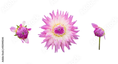 Obraz na płótnie A collection of real pink, purple dahlia flower heads isolated against a transparent background for design elements. w salonie