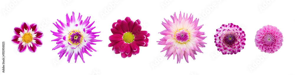 A collection of real purple dahlia flower heads isolated against a transparent background for design elements.