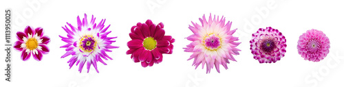 Obraz na płótnie A collection of real purple dahlia flower heads isolated against a transparent background for design elements. w salonie