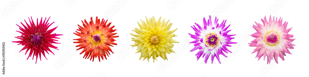 A collection of real summer colour dahlia flower heads isolated against a transparent background for design elements.