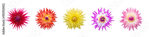 Obraz na płótnie A collection of real summer colour dahlia flower heads isolated against a transparent background for design elements. w salonie