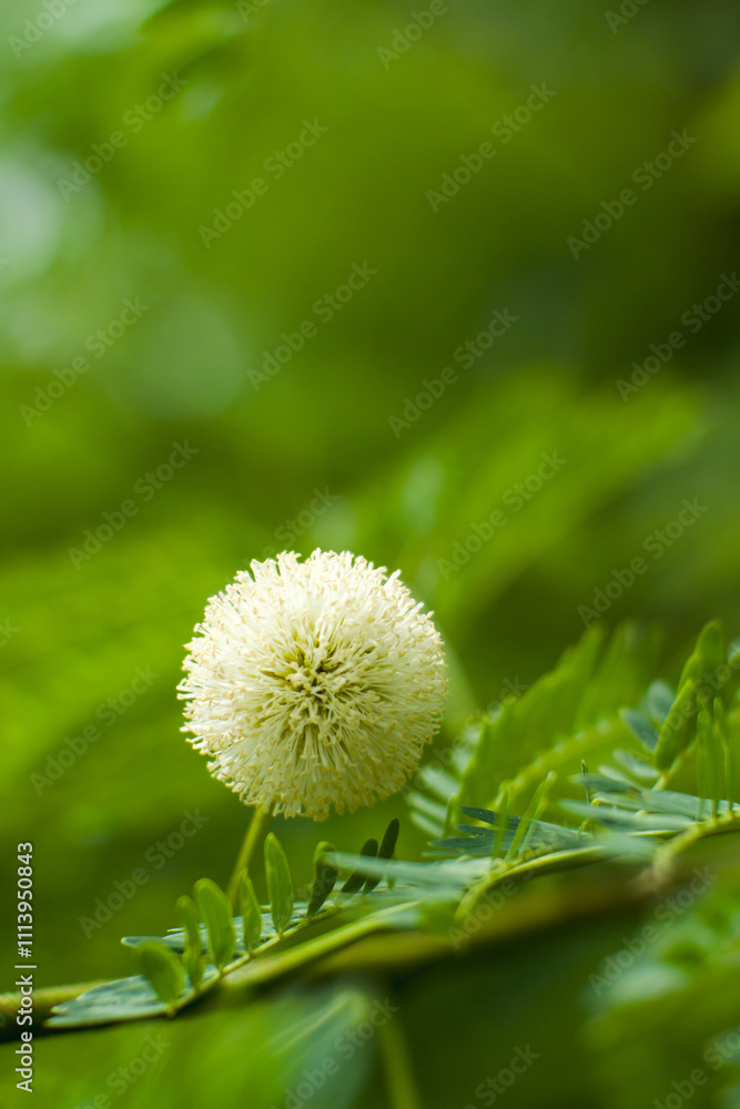 Round flowers in the wild with a beautiful green background