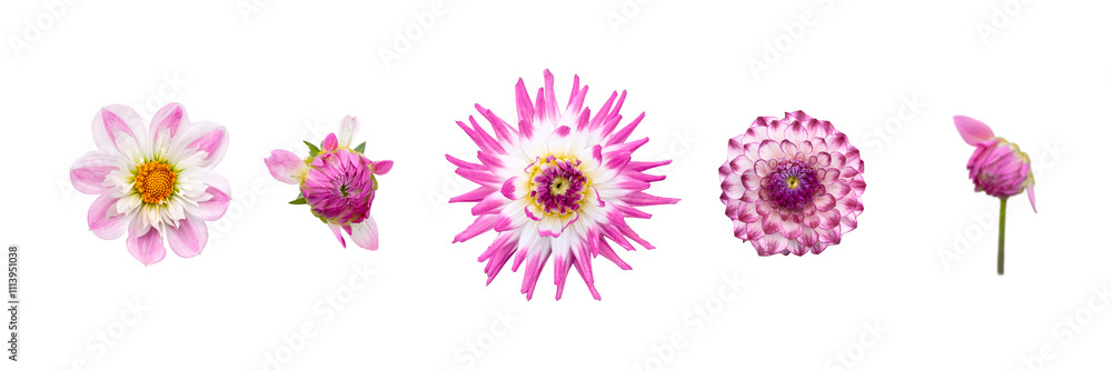 A collection of real pink dahlia flower heads isolated against a transparent background for design elements.