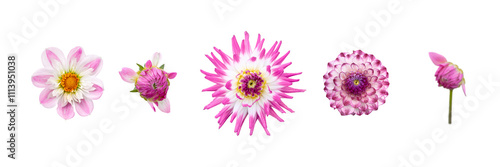 Obraz na płótnie A collection of real pink dahlia flower heads isolated against a transparent background for design elements. w salonie