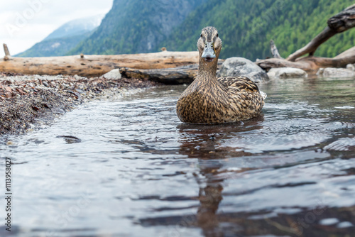 Weibliche Ente im kleinen Teich am Königssee mit bayerischen Bergen im Hintergrund