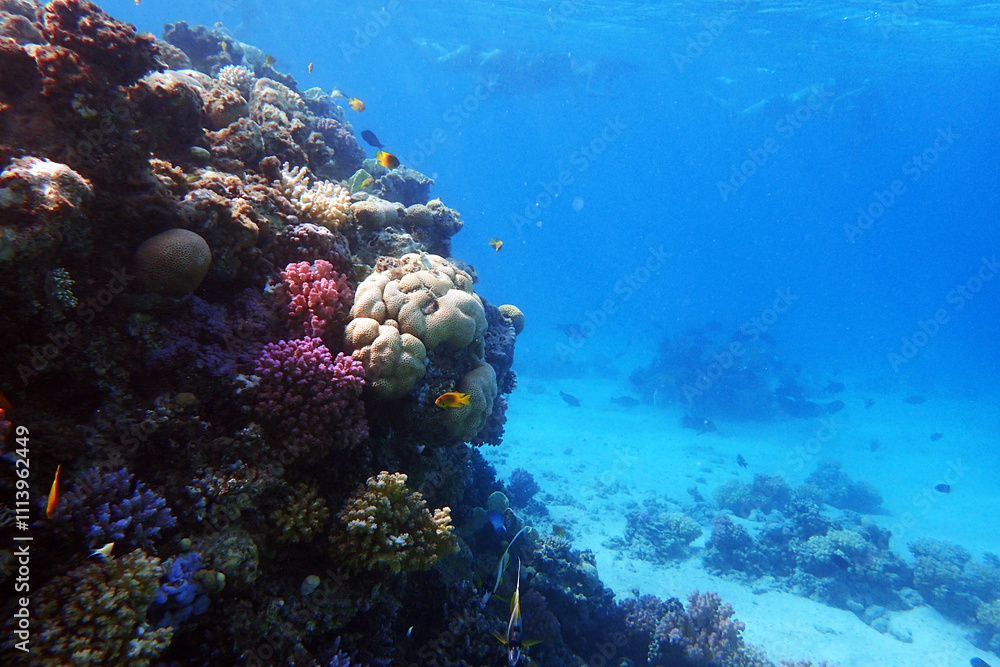 Fototapeta premium marine life in the Red Sea Egypt, hurghada