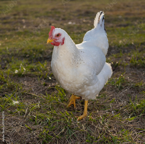 Obraz na płótnie White chicken hen walking toward the camera w salonie