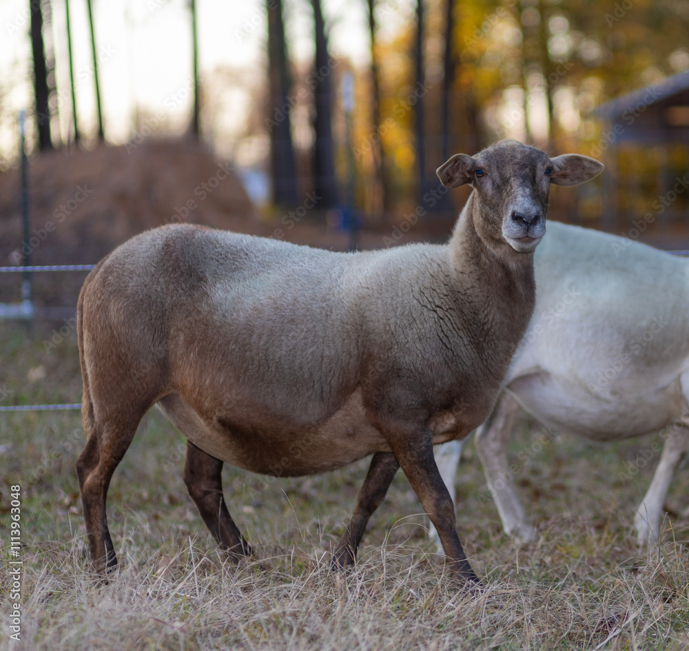 Large and pregnant brown Katahdin sheep at dusk