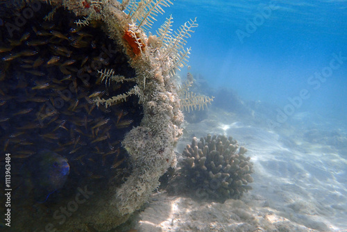 Chromis vanderbilti fish and his children photo