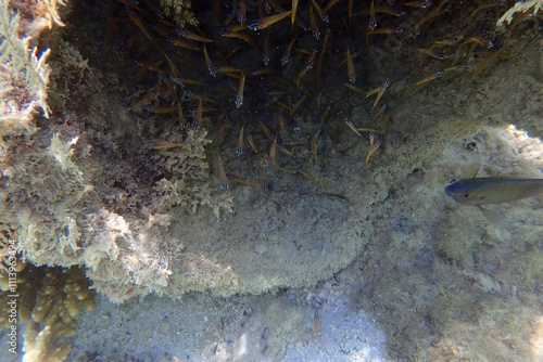 Chromis vanderbilti fish and his children photo