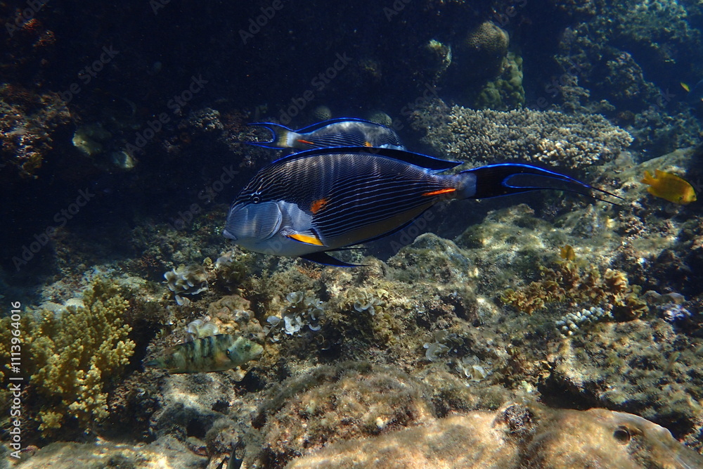 Obraz premium Acanthurus sohal fish
