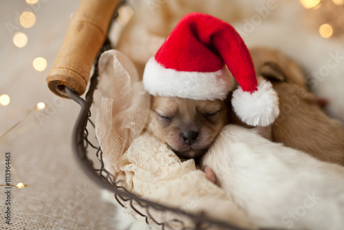 little puppy sleeping in a santa hat