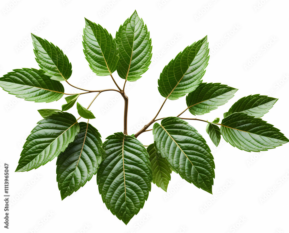 Fototapeta premium green leaves isolated