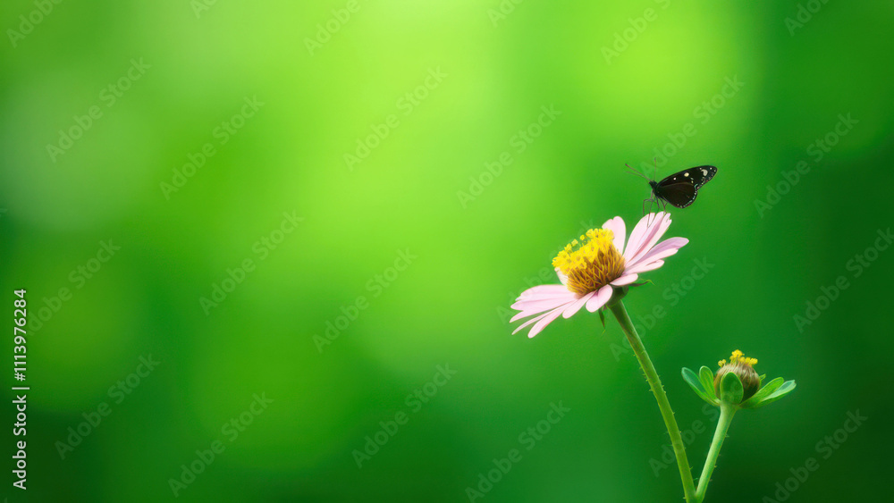 Butterfly on daisy flower against vibrant green background Butterfly on daisy flower against vibrant green background