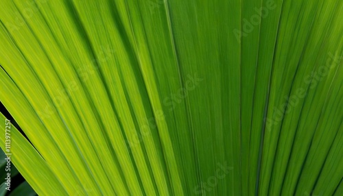 Green palm leaf texture for wallpaper and background Abstract background Texture background,George Town,Penang,Malaysia 564