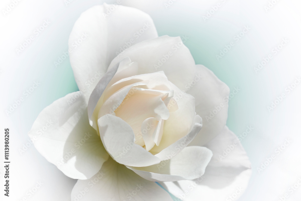 きれいな純白のバラ花一輪(白背景・レタッチ&色彩加工素材) きれいな純白のバラ花一輪(白背景・レタッチ&色彩加工素材)