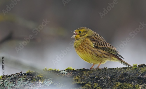 Frozen Yellowhammer (Emberiza citrinella) calls loudly while perched on big branch in cold winter time 