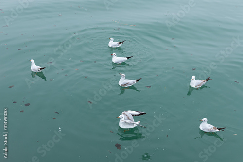 Seagulls in Sanjiang River, Fujiang River, Mianyang, Sichuan, China photo