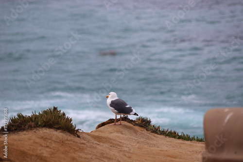 seagull on the beach, Larus occidentalis
アメリカオオセグロカモメ photo