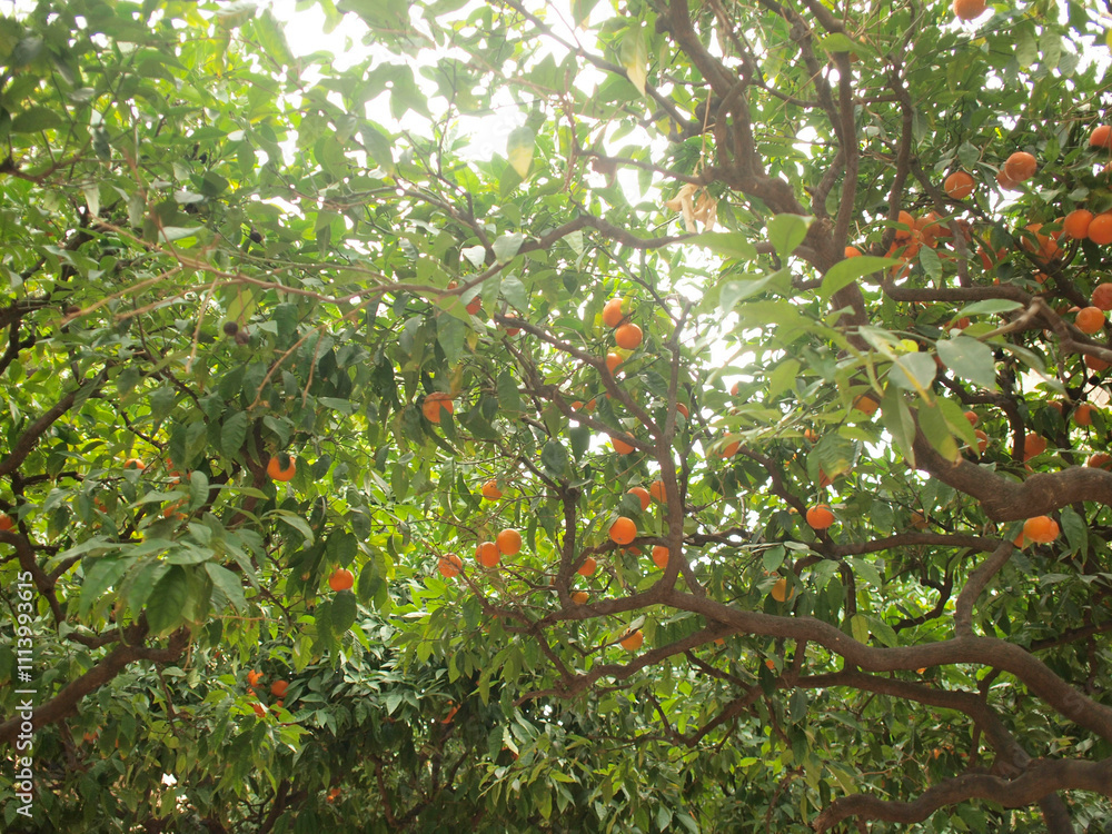 Lush orange tree laden with ripe fruit amidst green leaves, Barcelona, Spain Lush orange tree laden with ripe fruit amidst green leaves, Barcelona, Spain
