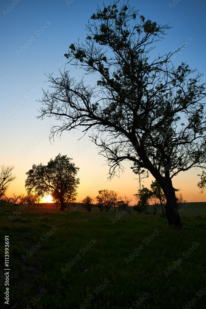 Fototapeta premium Silhouettes of big and small trees and bushes in evening setting sun. Transition from a bright orange sunset to a blue sky. Twilight in nature, countryside