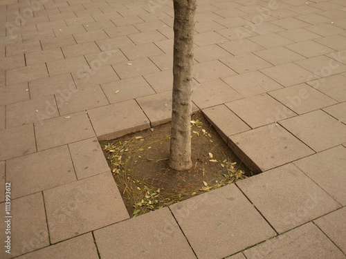 Pavement has been vut to give room for growing a trss in the city, Barcelona, Spain photo