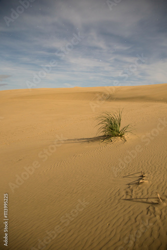 A solitary tuft of grass emerges from rippled sand dunes under a twilight sky, Te Paki Sand Dunes, Northland, New Zealand photo