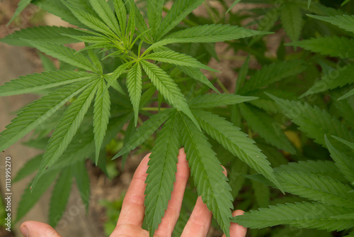 Hand gently touching the leaves of a healthy cannabis plant in a garden setting, Auckland, New Zealand photo